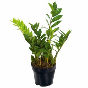 Zamioculcas Vaso 17