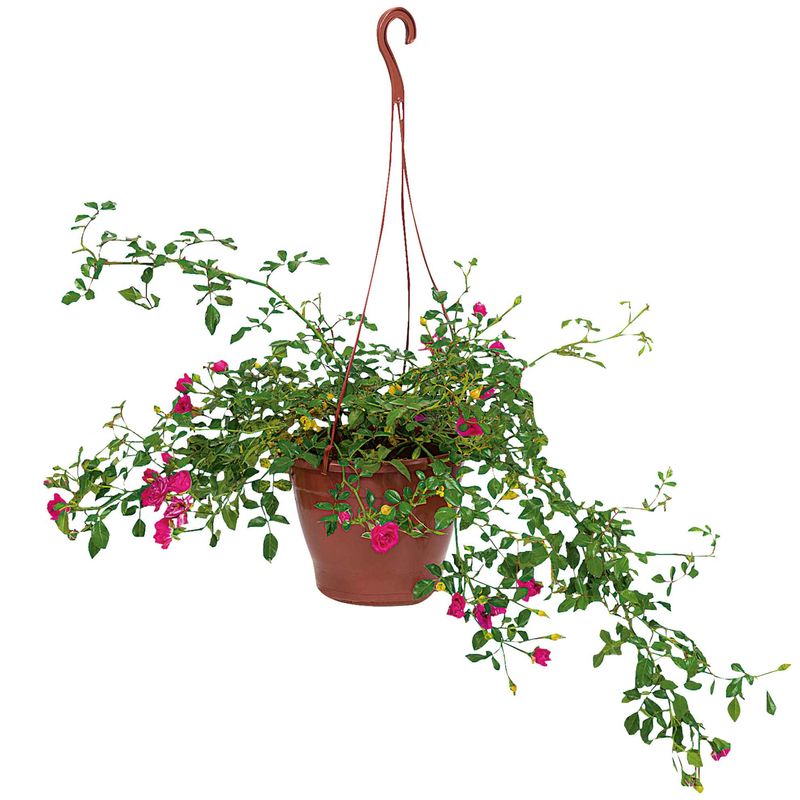 Roseira-Pendente-Rosa-Vaso-20-Zaffari-00
