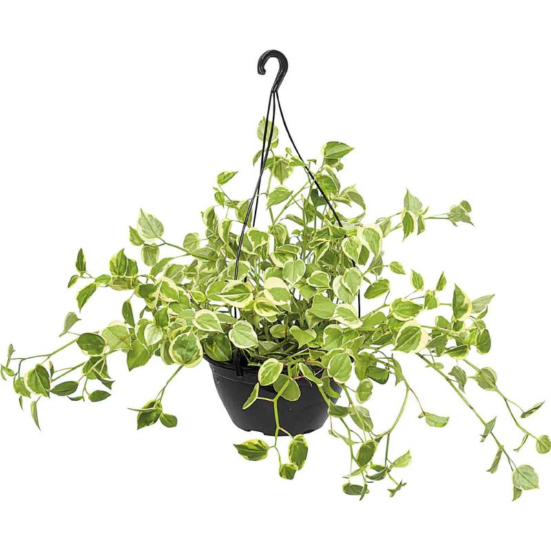 Peperomia-Cuia-21cm-Zaffari-00