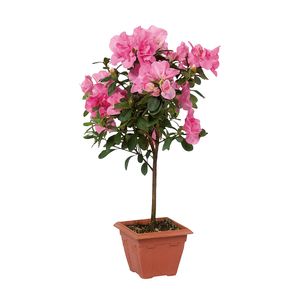 Bonsai Azaleia Vaso 12