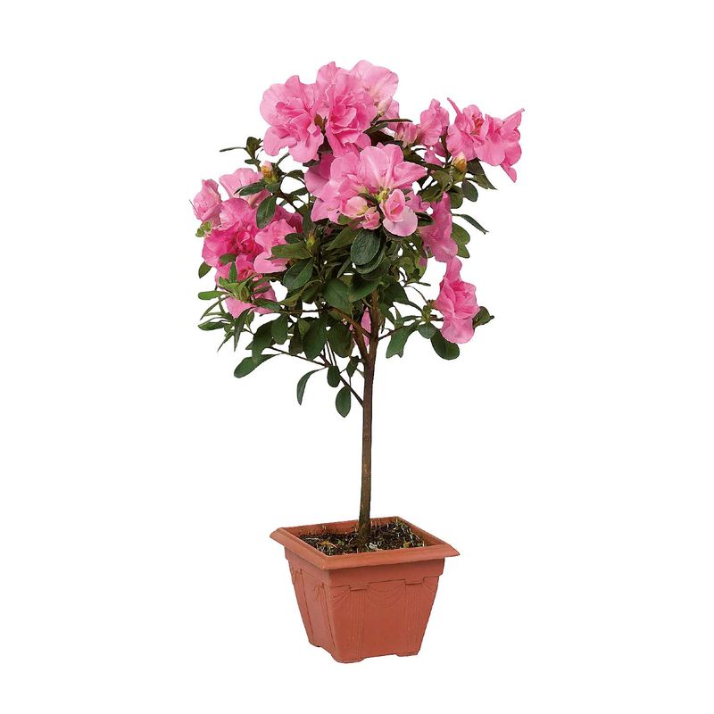 Bonsai-Azaleia-Vaso-12-Zaffari-00