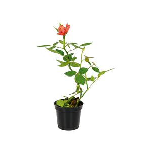 Roseira Mini Vaso 6