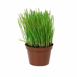 Grama Pet Vaso 11