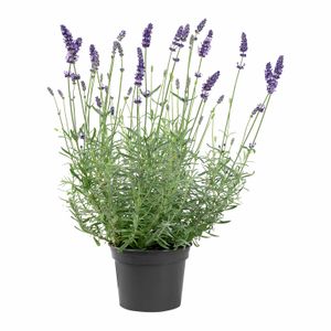 Lavandula Vaso 15