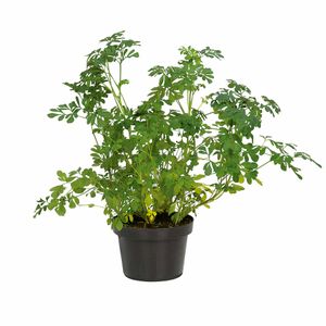 Arruda Vaso 11