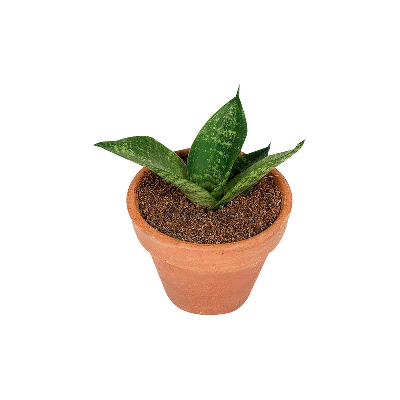 Espada-de-Sao-Jorge-Vaso-9-Zaffari-00