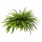 Samambaia-Americana-Cuia-25cm-Zaffari-00