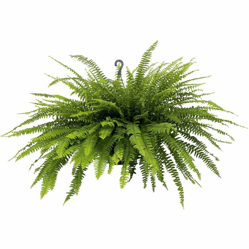Samambaia-Americana-Cuia-25cm-Zaffari-00