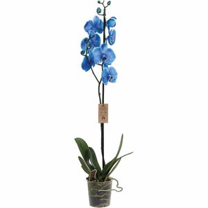 Orquídea Phalaenopsis Azul Vaso 12