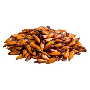 Pinhão 100g