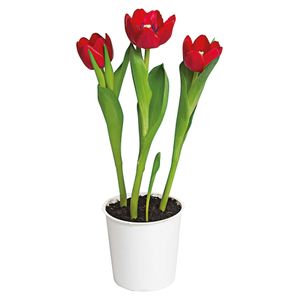 Tulipa Vaso 12